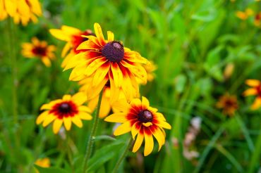 9 belles plantes à fleurissement tardif