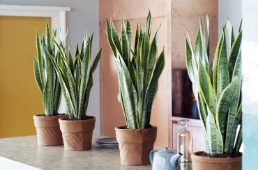 A Chaque Mois Sa Plante août 2015 : le Sansevieria