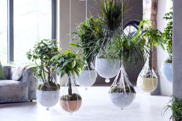 A Chaque Mois Sa Plante, janvier 2016 : Les plantes totems