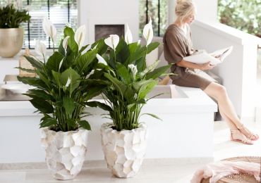 A Chaque Mois Sa Plante juin 2015 : le Spathiphyllum