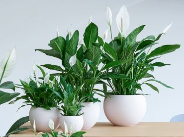 À chaque mois sa plante, mai : le Spathiphyllum