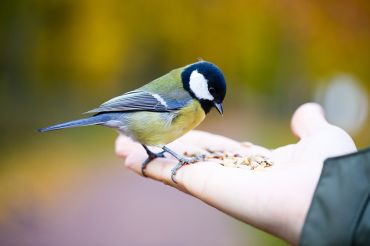 A faire ! Nourrir les oiseaux des jardins !