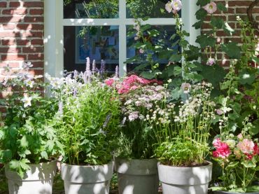 Abeilles entre amis: plantes de jardin du mois de juillet 2019