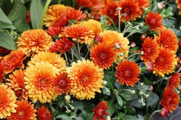 Ambiance d'automne sur la terrasse et le balcon