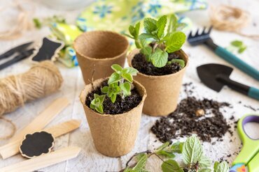 Amour comestible : légumes et herbes à cultiver en février