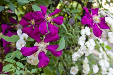 Association de plantes en or : rosier grimpant et clématite