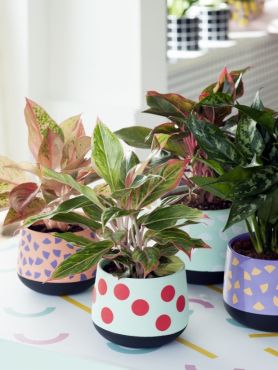 5 conseils pour protéger vos plantes contre le gel - Famiflora