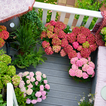 Magical Hortensia - balkontuinieren bij Famiflora