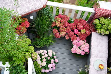 Magical Hortensia - balkontuinieren bij Famiflora