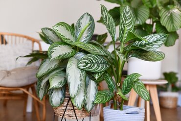 Profiter du vert à l’intérieur : des plantes faciles pour les mois sombres