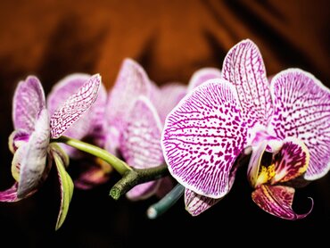 Bloem met sterallure: Orchidee