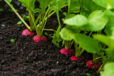C’est le moment de récolter : que peut-on cueillir en mai ?