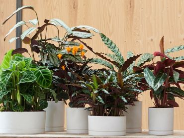 Calathea : plante d'intérieur du mois de novembre