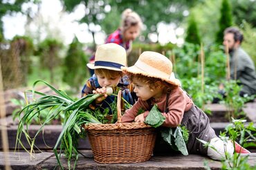 Checklist du potager en juin : que planter, que récolter ?