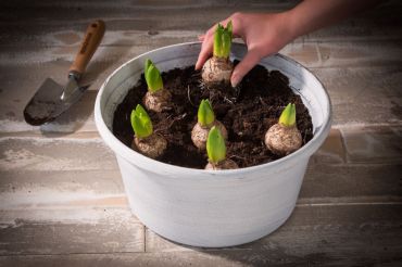 Choisir et planter vos bulbes printaniers (1)