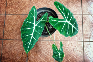 Choisir l'Alocasia (Oreille d'éléphant) qui vous convient