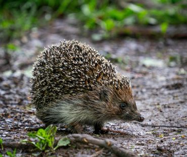 Comment accueillir les hérissons dans votre jardin !