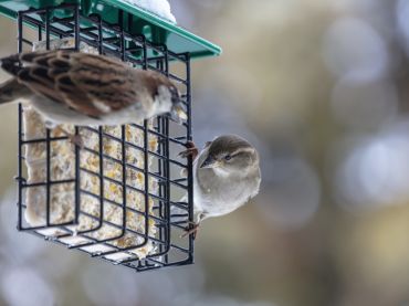 Comment attirer les oiseaux dans votre jardin !