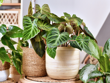 Comment choisir le bon cache-pot pour votre plante d'intérieur ?