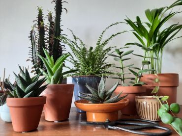 Comment combiner les plus beaux cactus et plantes grasses ?