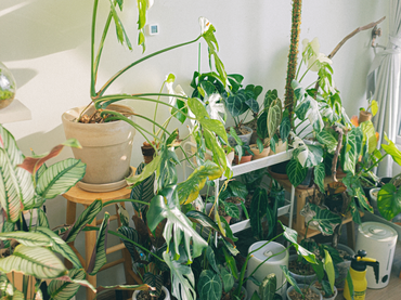 Comment prendre soin de vos plantes d'intérieur pendant les vacances ?
