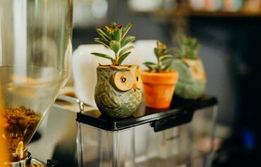 Comment résoudre les 5 problèmes les plus courants chez les plantes