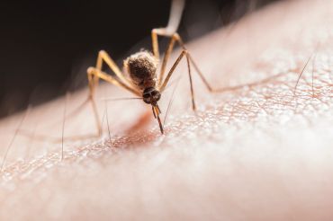 Conseils contre les mouches et les moustiques