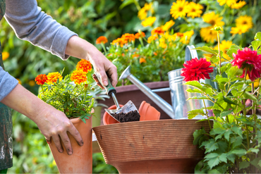 Conseils de jardinage en août