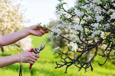 5 conseils pour protéger vos plantes contre le gel - Famiflora