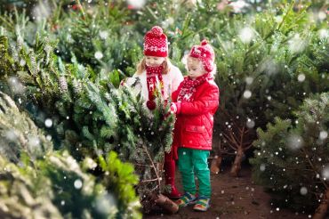 Conseils de sapins de Noël