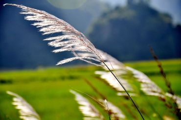 Conseils pour un jardin résistant au vent