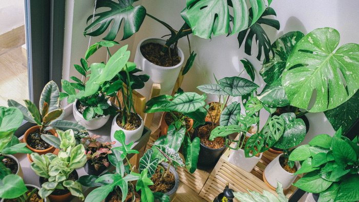 Créez votre propre club de plantes