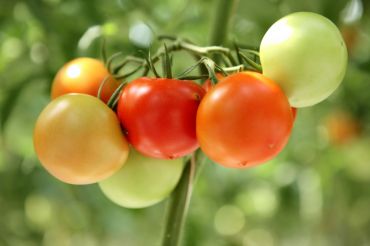 Cultiver des tomates