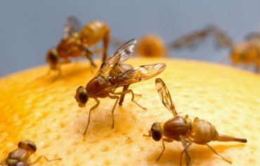 Débarrassez-vous de ces mouches à fruits dans la cuisine !