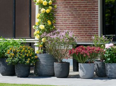 Des fleurs colorées et odorantes : plantes de jardin pour le mois de mai