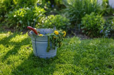 Des mauvaises herbes dans le gazon ! Que faire ?