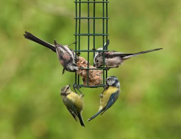Des oiseaux dans votre jardin: gai et utile!