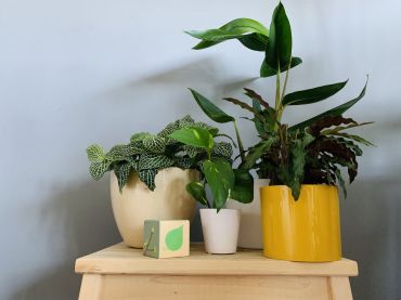 Des plantes d'intérieur heureuses