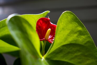 Des plantes d'intérieur qui fleurissent en hiver