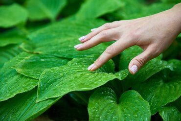 Sec, humide, ombre ou soleil ? Voici les plantes de jardin idéales pour votre extérieur