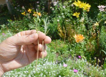 Faites des boutures en été