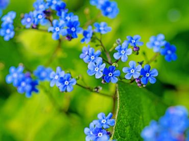 Fleurs bleues de l'Ascension