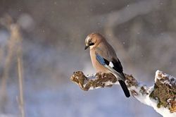 Gâteries hivernales pour les oiseaux