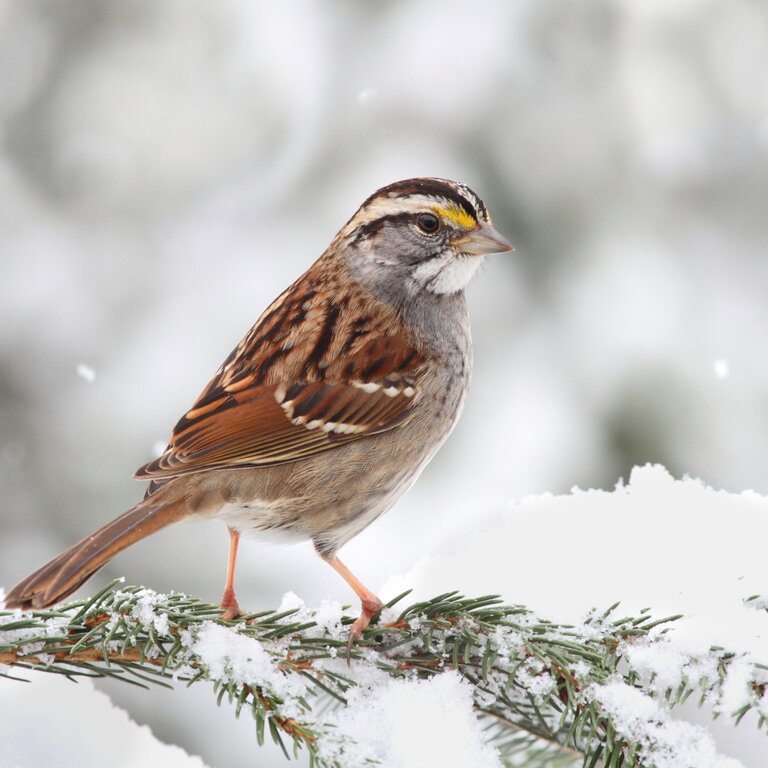 Gooi je kerstboom niet weg na Kerstmis! Famiflora tuin, deco en dier