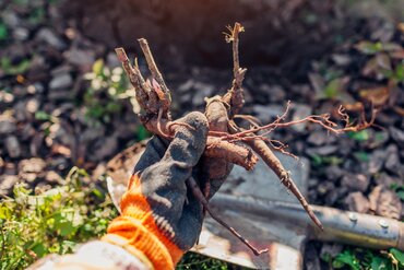 Haagplanten met blote wortel