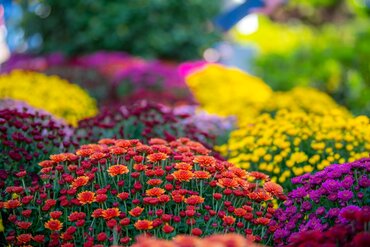 Herfstbloeiers in de spotlight: asters, chrysanten & herfstanemonen