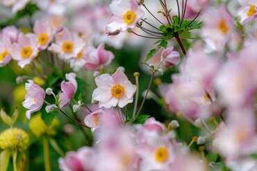 Floraisons de fin d’été : de la couleur au jardin jusqu’en octobre (et même après) !