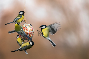 Herfsthotel geopend! Verwelkom vogels, egels en andere tuindieren