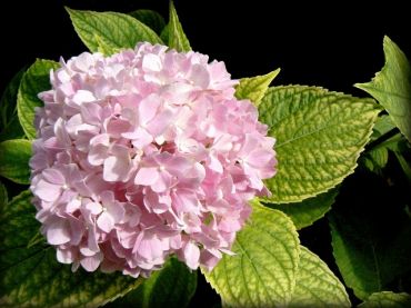 Hortensia a de nombreuses variétés