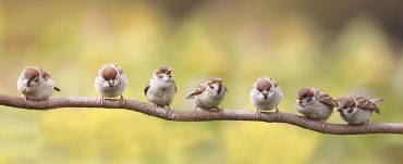 Jardiner avec les oiseaux